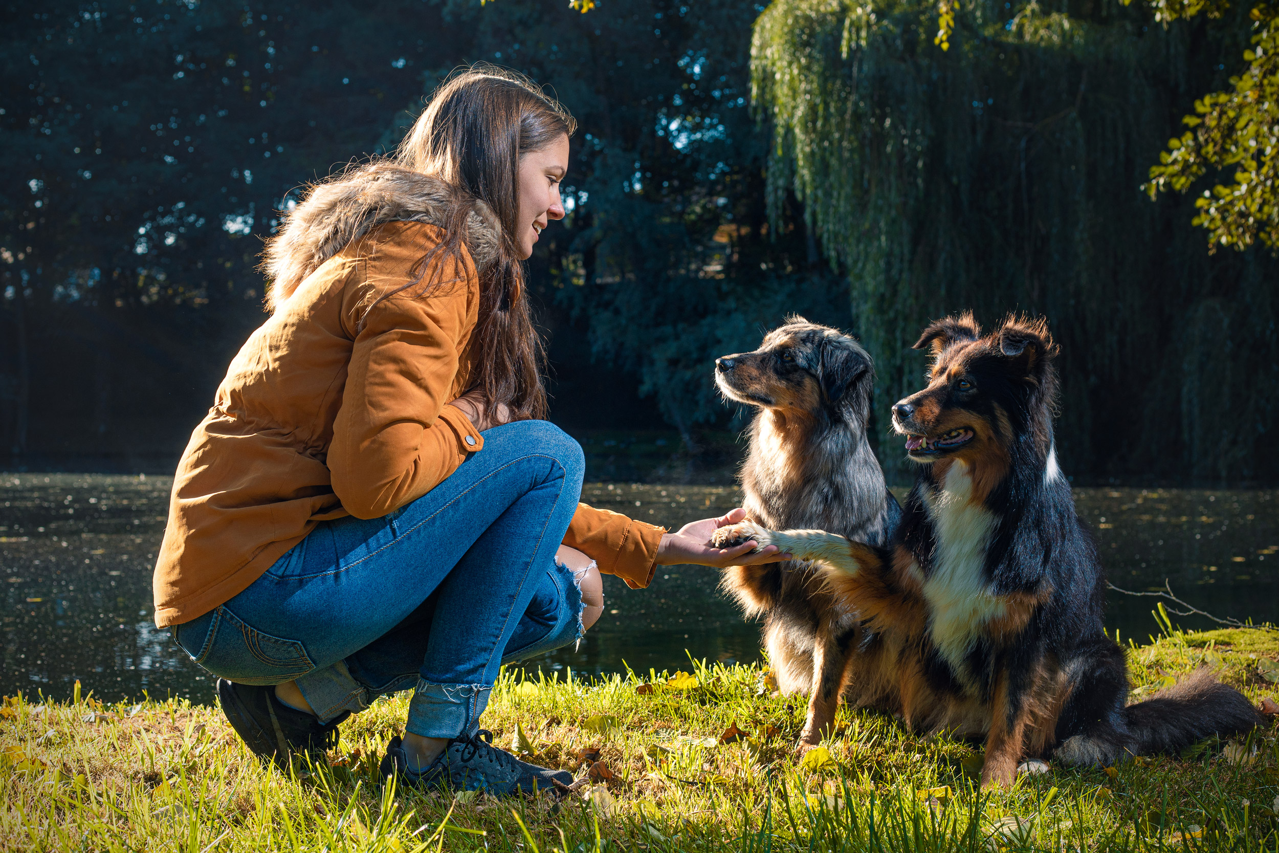 Hunde geben Pfote bei Spaziergang